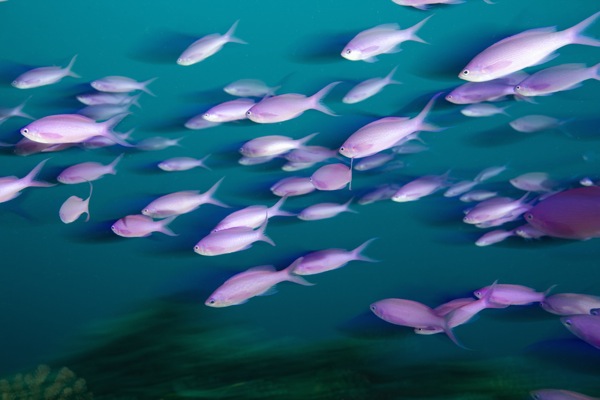 A school of purple anthias fish, Moore Island, French Polynesia, South Pacific © Stuart Westmorland/evolveimages.com