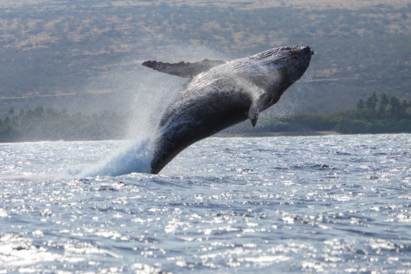Humpback Whale (Megaptera novaeangliae), breaching out of water near Kona, Big Island, Hawaii © Stuart Westmorland/evolveimages.com