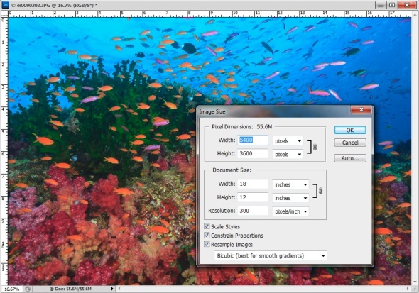 Screen grab from Photoshop showing the print size of a 55MB file. Photo Credit: © Stuart Westmorland/evolveimages.com
